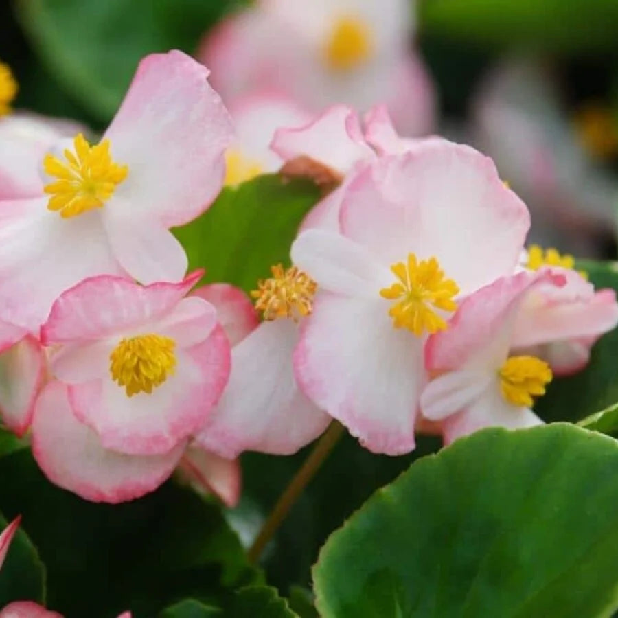 Buy Light Pink Begonia flower seeds online