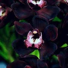 Buy Black Orchid seeds online for exotic gardens