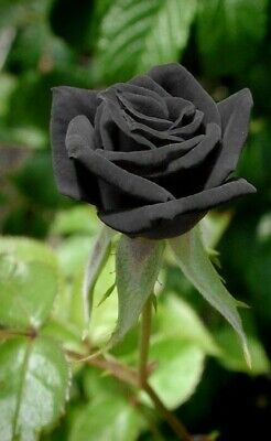 Buy Black Rose Flower Seeds online