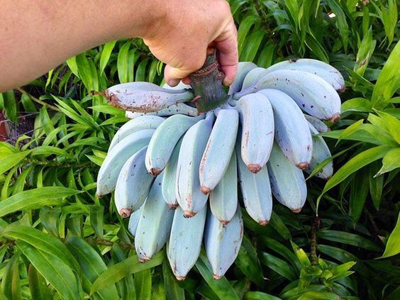 Buy Blue Banana fruit seeds online