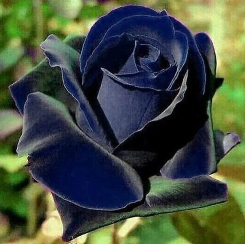 Buy Blue Black Rose Flower Seeds online