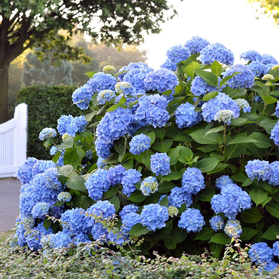 Buy Blue Hydrangea flower seeds online