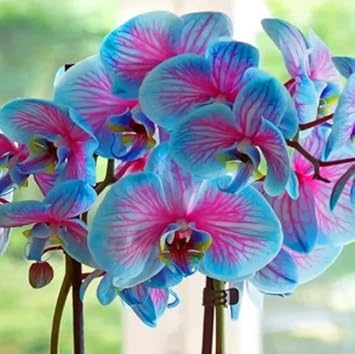 Buy Blue Pink Butterfly Orchid seeds online