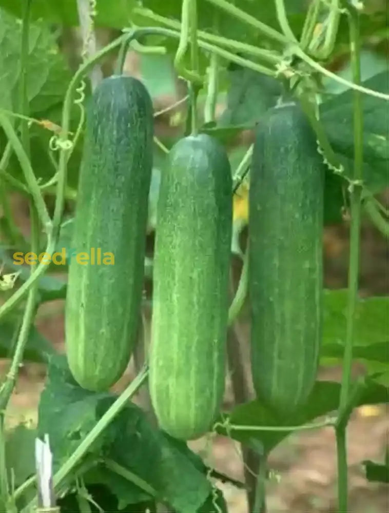 Buy Cucumber Pioneer Seeds  Ideal For Planting Vegetable Seeds