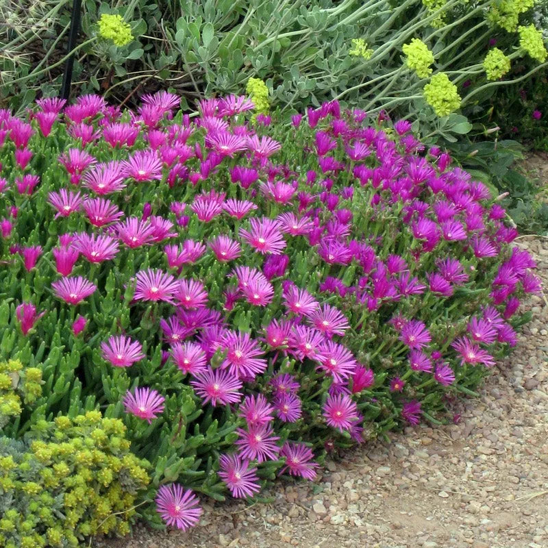 Buy Violet Delosperma Flowering Seeds online