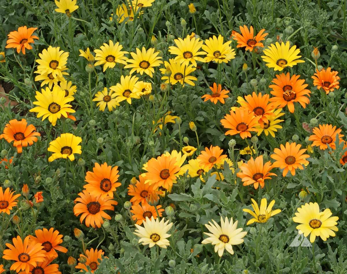 Dimorphotheca Seeds Dimorphotheca Seeds – Yellow Dimorphotheca Sinuata Flower Seeds for ...