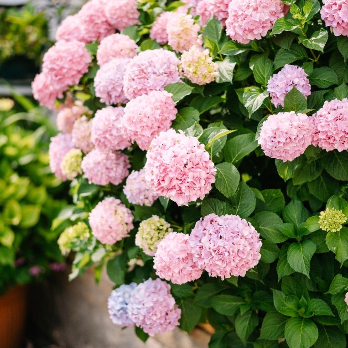 Buy Light Pink Hydrangea flower seeds online