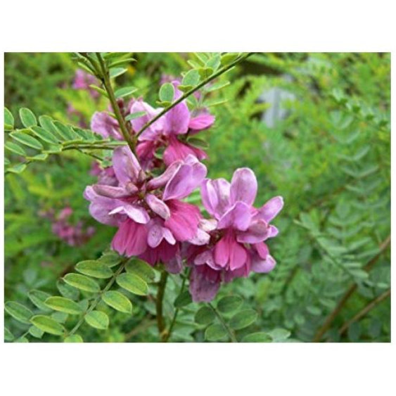 Indigo (Indigofera tinctoria) Seeds