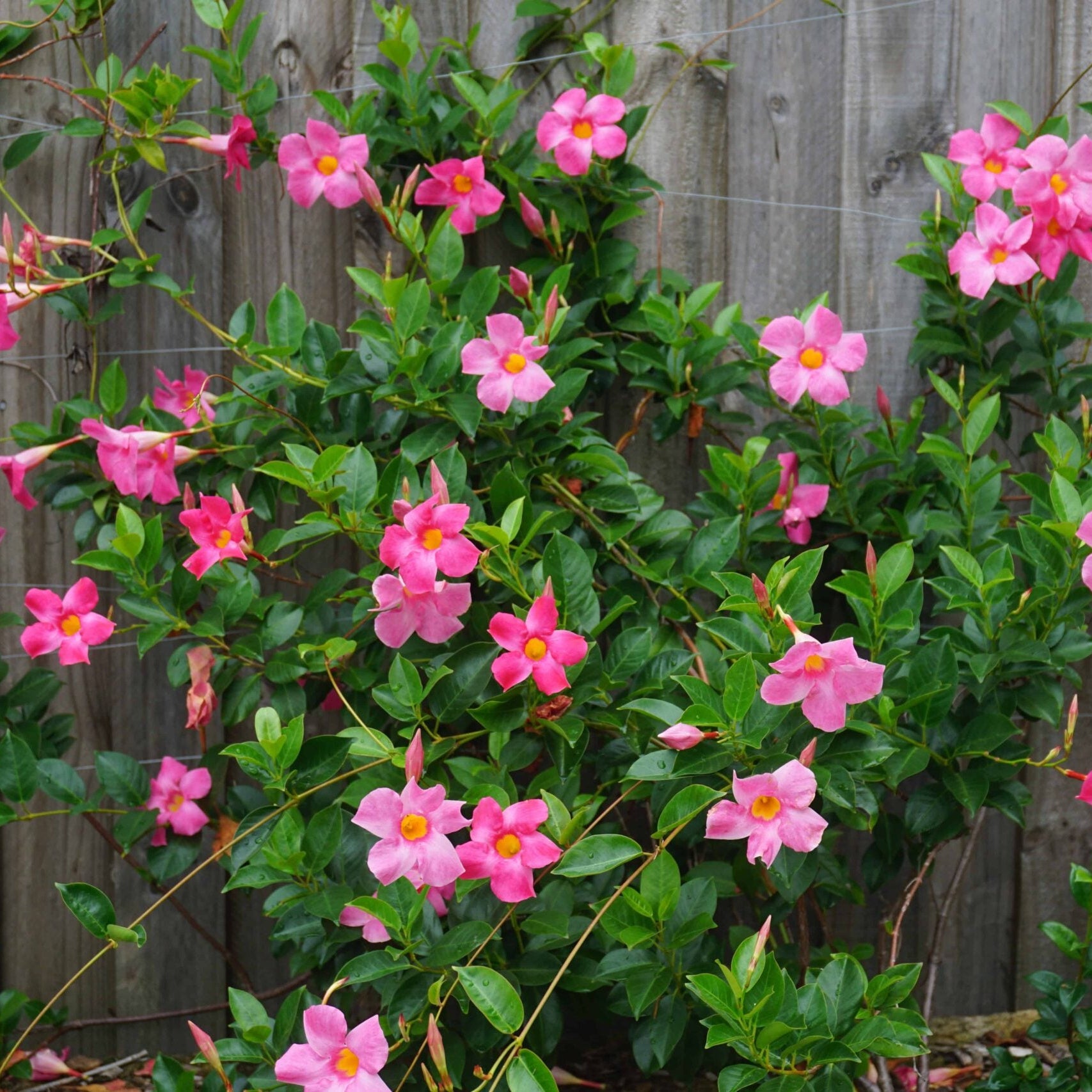Buy Pink White Mandevilla Sanderi flower seeds online