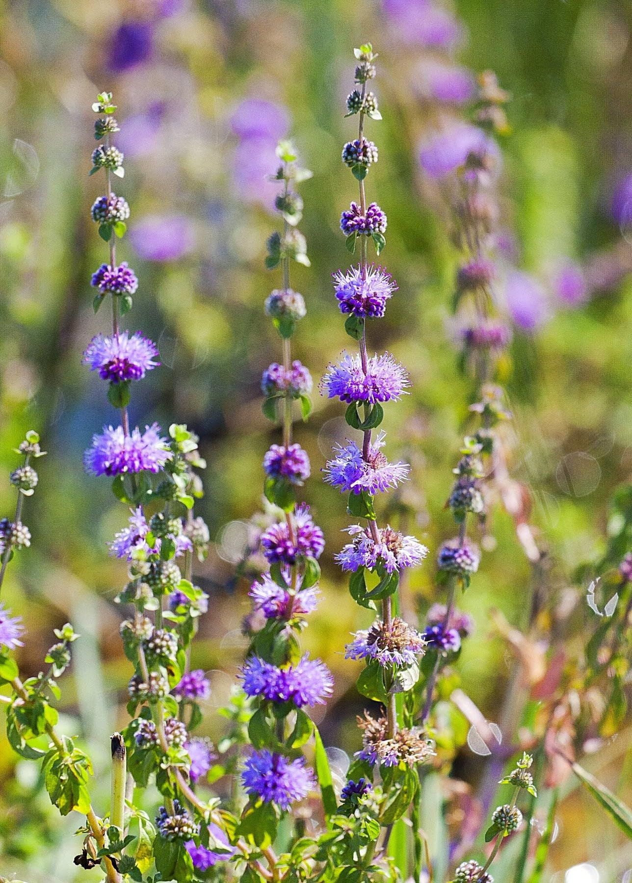 Buy Violet Pennyroyal flower seeds online