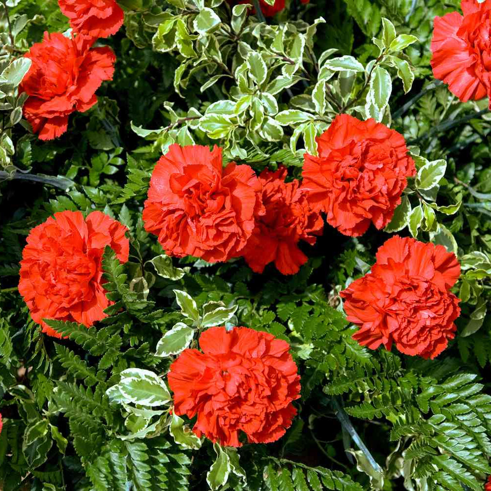 Buy Bold Red Carnation Flower Seeds online