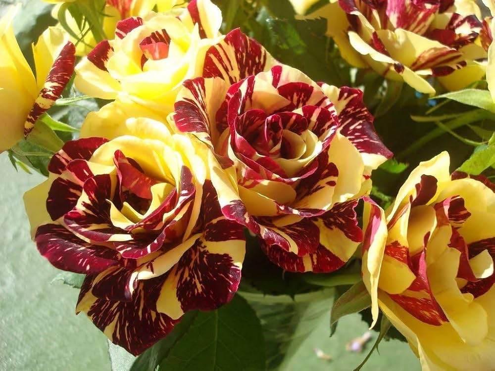 Buy Red Yellow Rose Flower Seeds Online