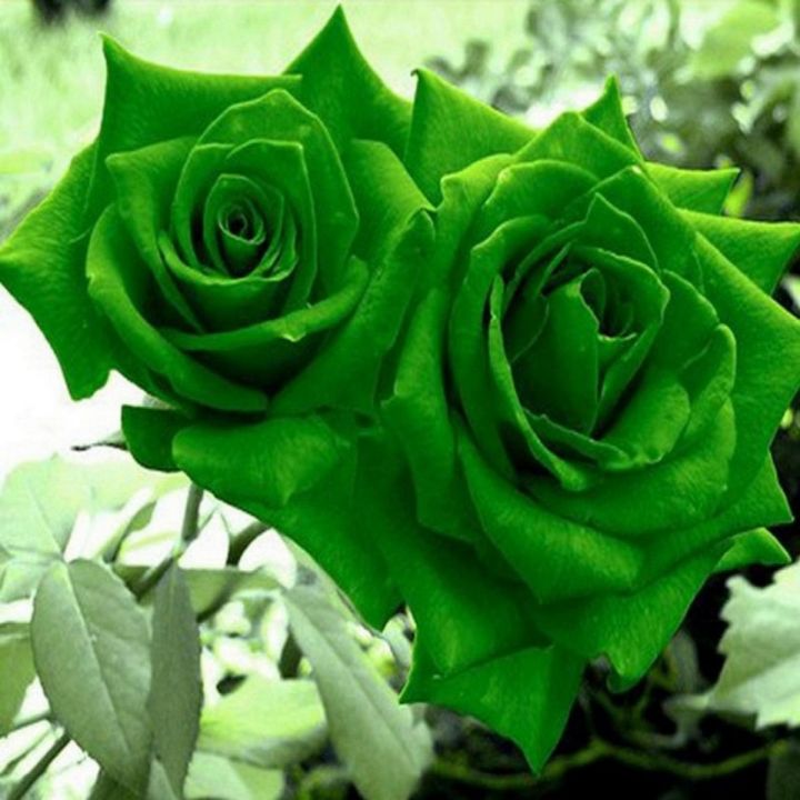 Buy Rose Flower Seeds online