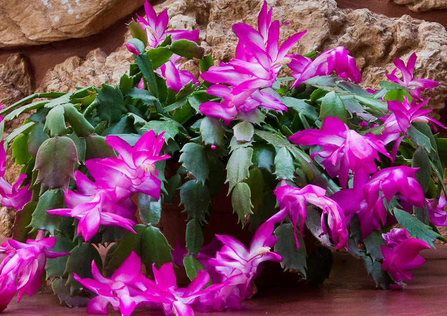 Buy Purple Schlumbergera flower seeds online