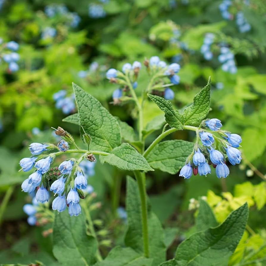 Buy Violet Symphytum Flower Seeds online