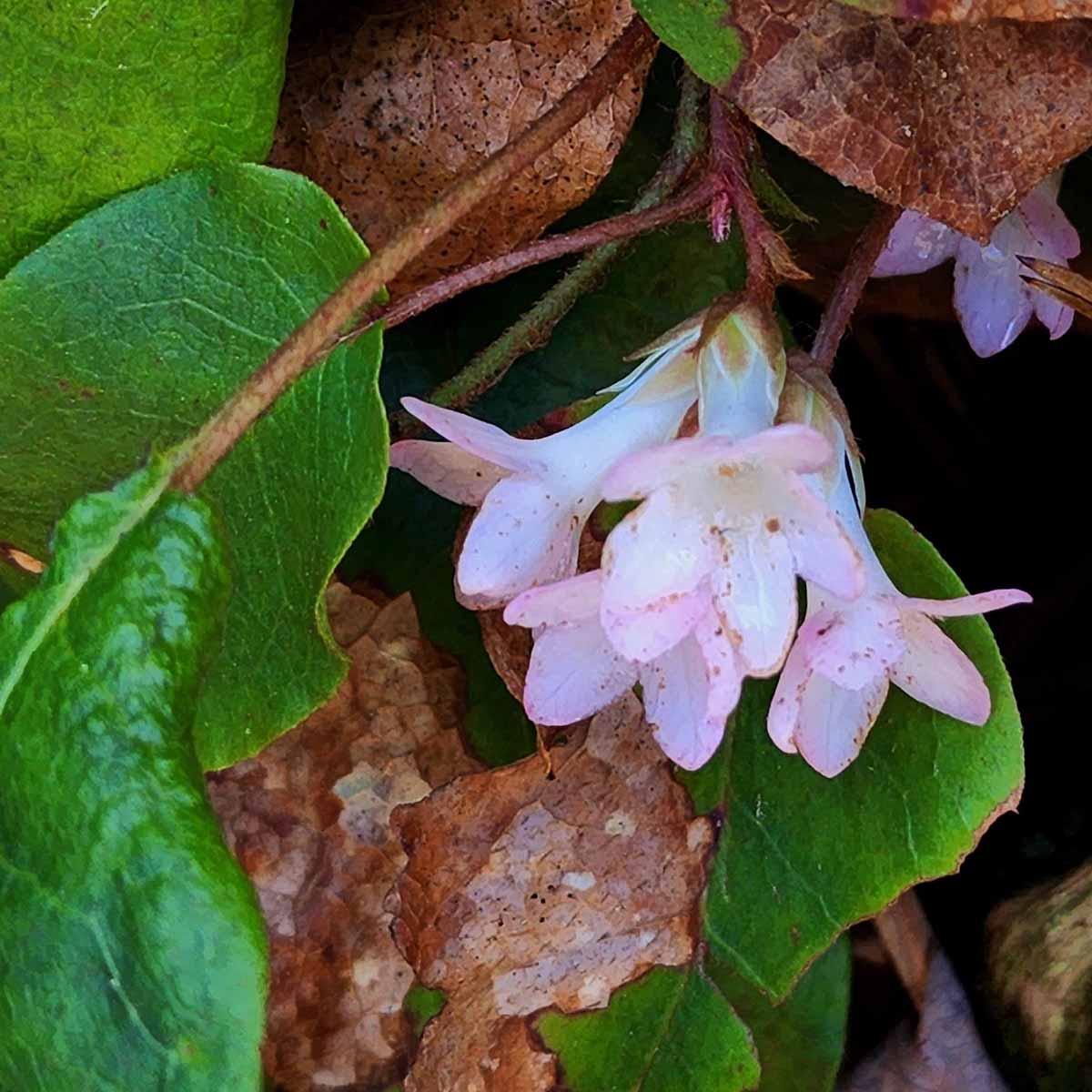 Buy Trailing Arbutus Seeds online