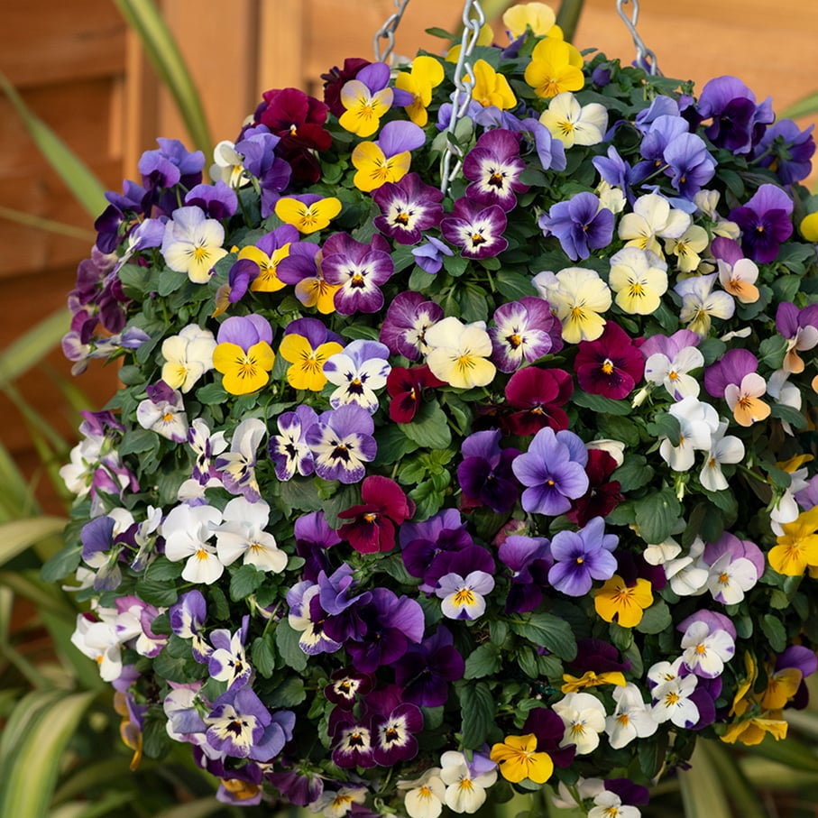 Buy Viola Sorbet mixed flower seeds online