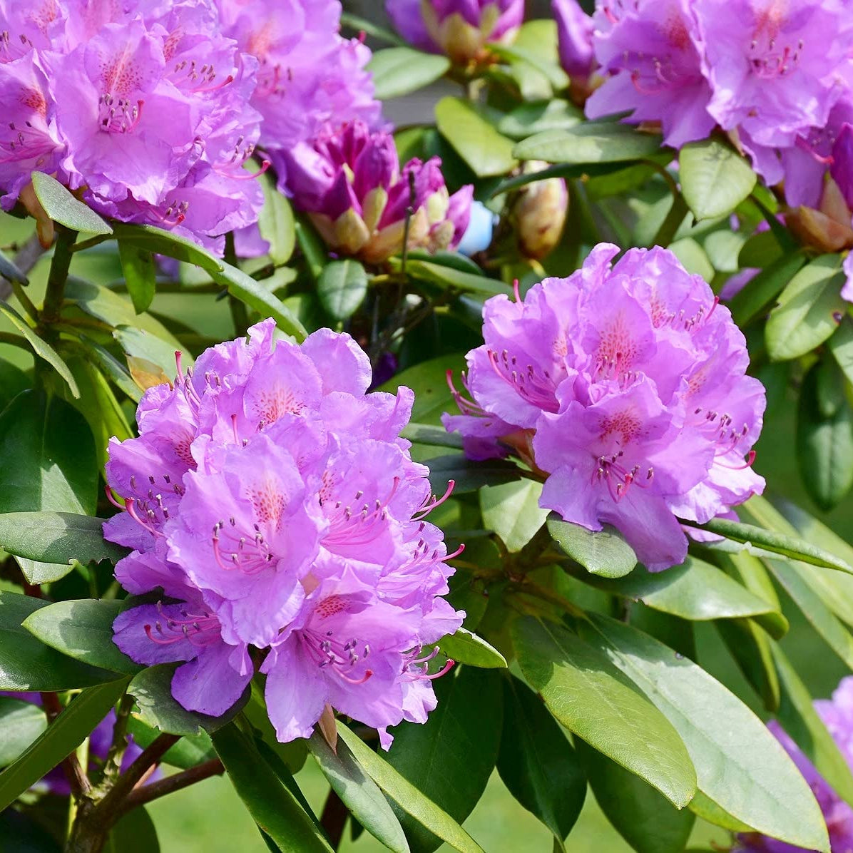 Buy Violet Rhododendron seeds online