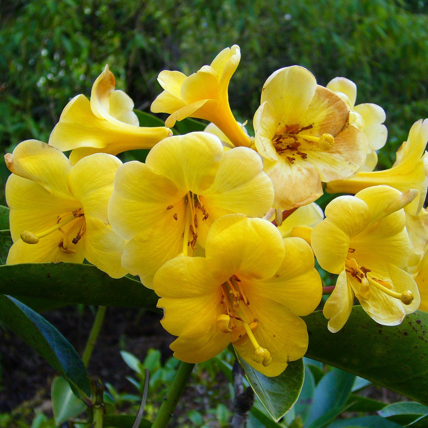 Buy Yellow Rhododendron seeds online