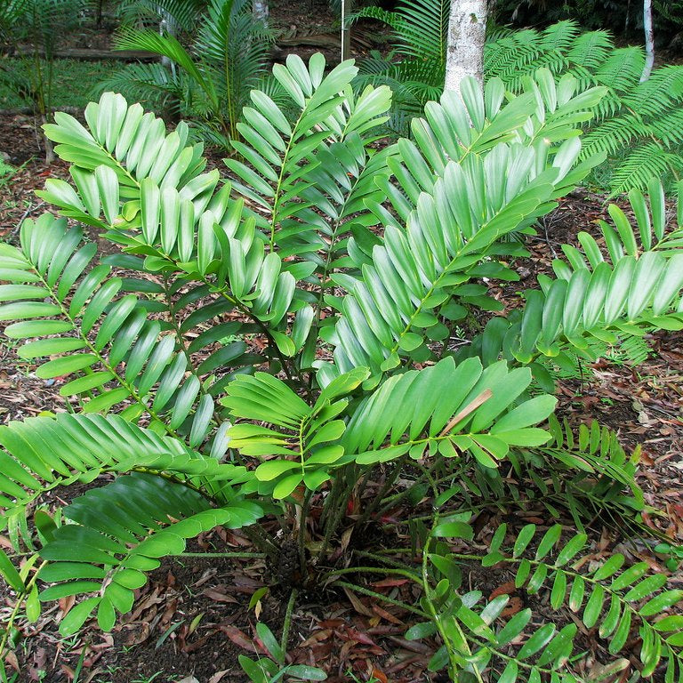 Green Zamia Furfuracea Flower seeds for Planting - Drought Tolerant, Heirloom & GMO Free Seeds for Home Garden
 
 Sale for planting in home garden