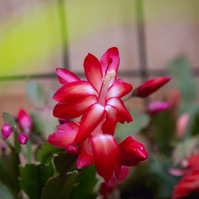 Deep Red Schlumbergera Flower seeds for Planting Long Bloom Season Heirloom & GMO Free Seeds for Home Garden
 
 Sale seeds for home garden planting