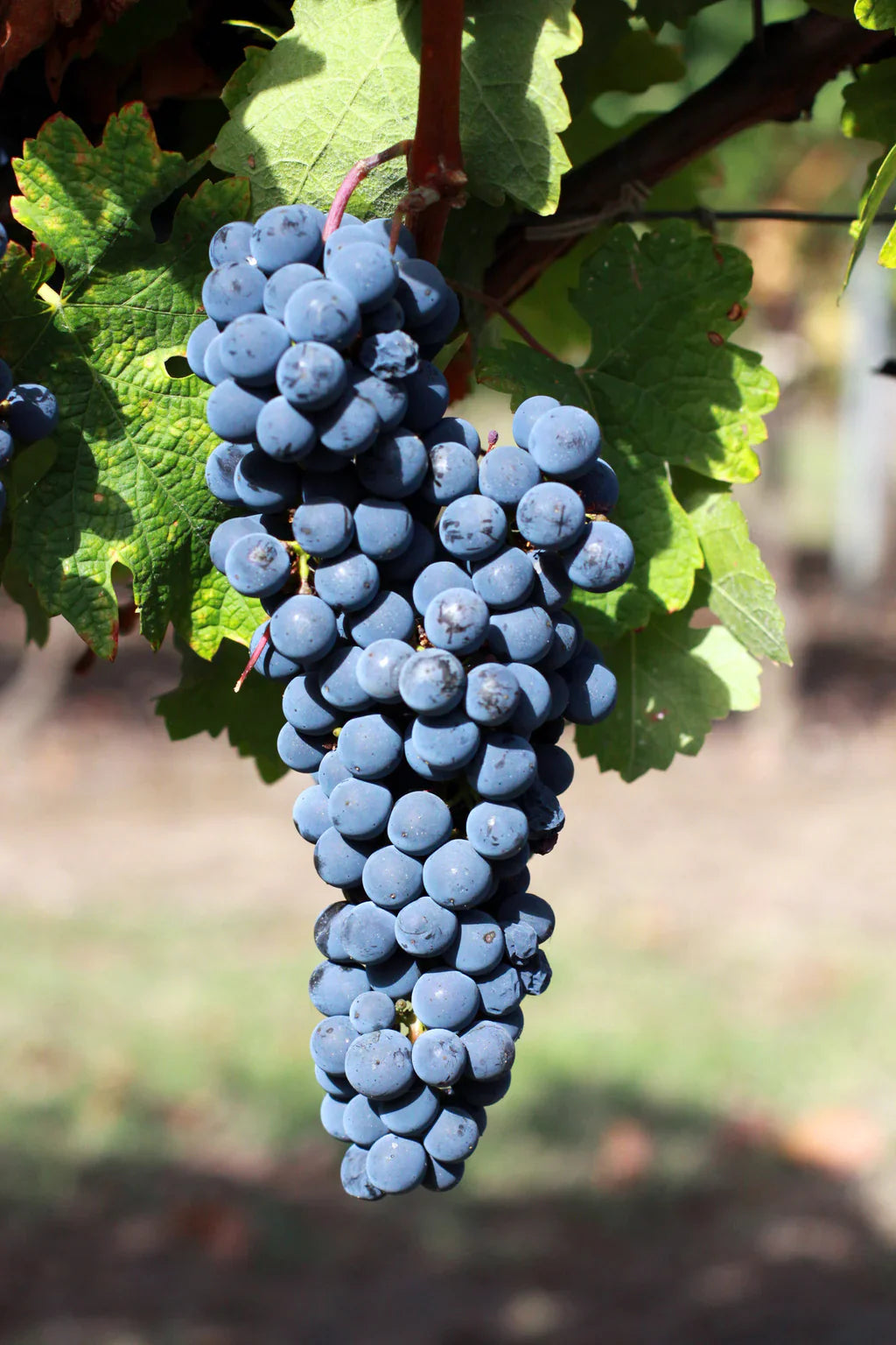 Cabernet Sauvignon Grape vines growing from non-GMO seeds