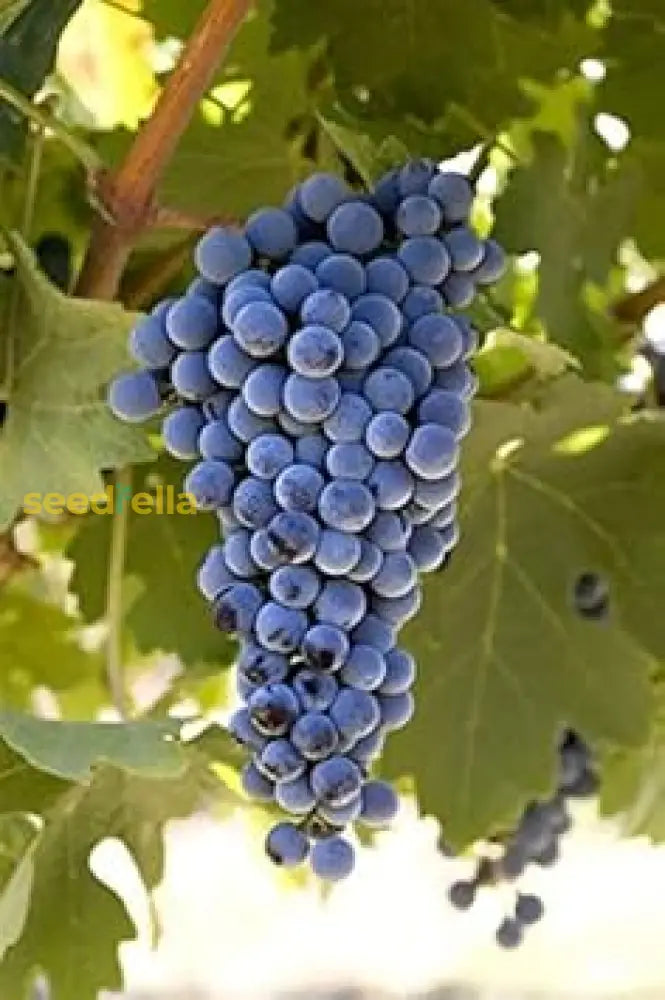 Cabernet Sauvignon Grape Seeds For Easy Planting