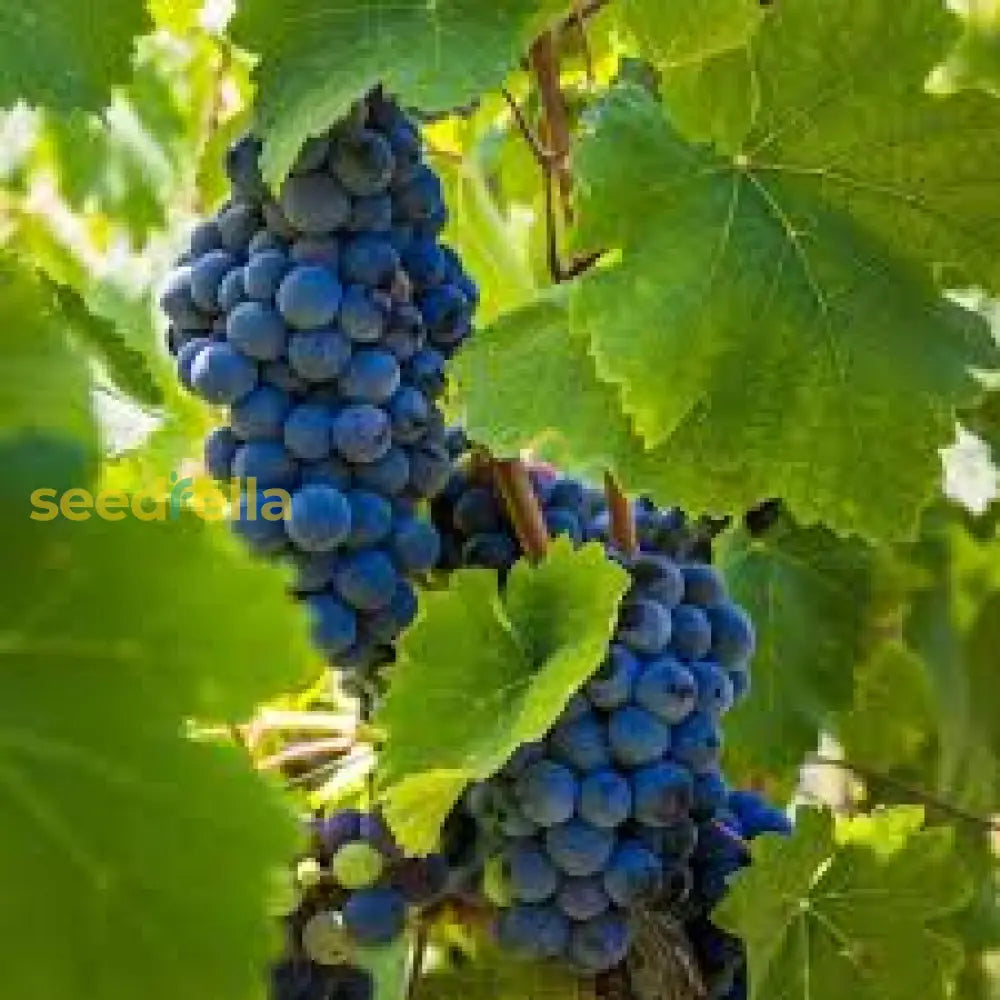 Cabernet Sauvignon Grape Seeds For Easy Planting Fruit