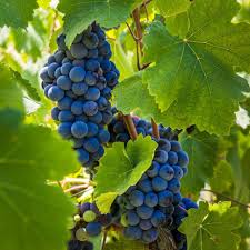 Cabernet Sauvignon Grape seeds for planting dark purple grapes