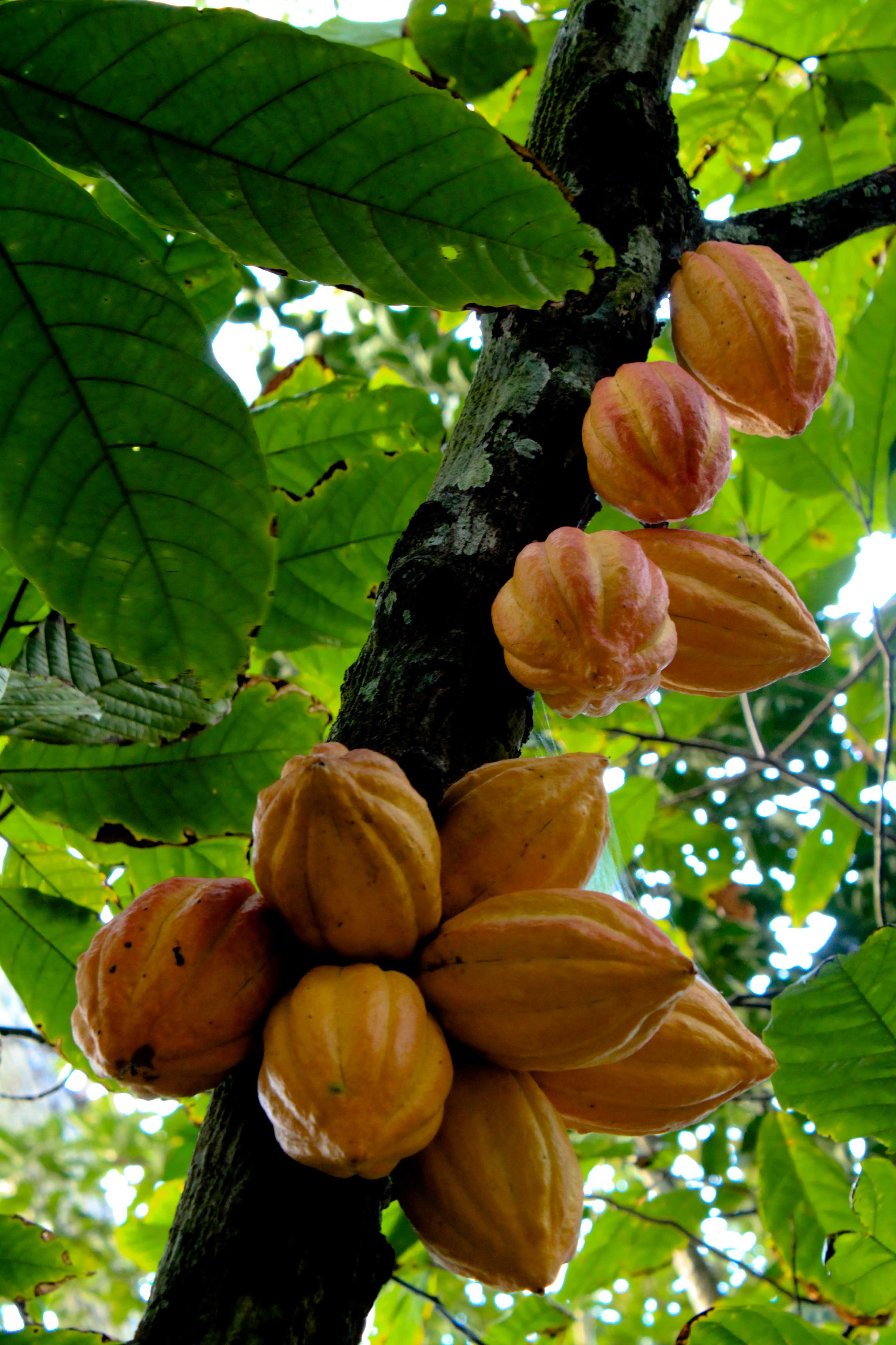 Cacao fruit seeds for planting chocolate trees