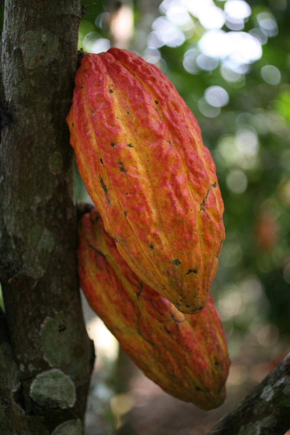 Cacao seed germination and planting guide