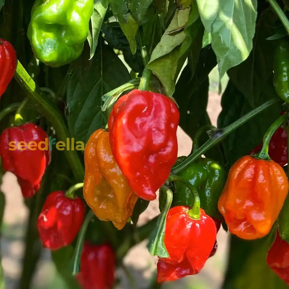 Cachucha Pepper seeds Capsicum chinense ornamental plant