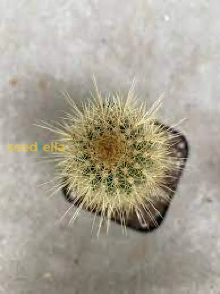 Cactus Seeds for Indoor Planting – Austrocephalocereus Succulent Seeds