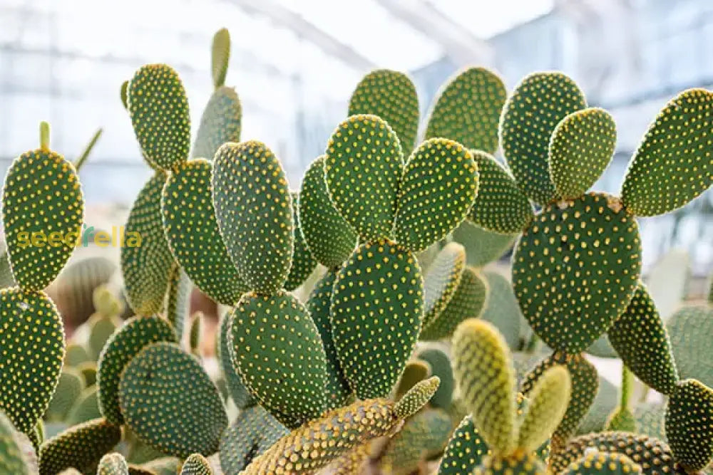 Cactus Seeds Planting Guide Herb