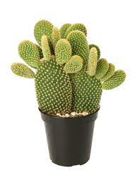 Cactus Seeds for Indoor and Outdoor Planting Guide