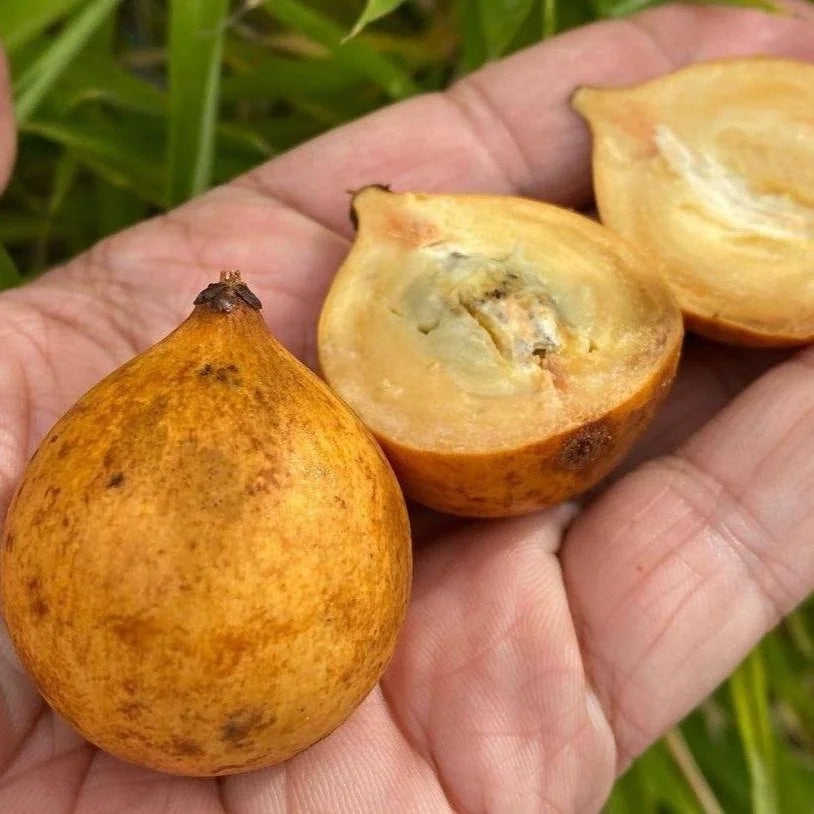 Caimitillo Chrysophyllum cainito fruit seeds