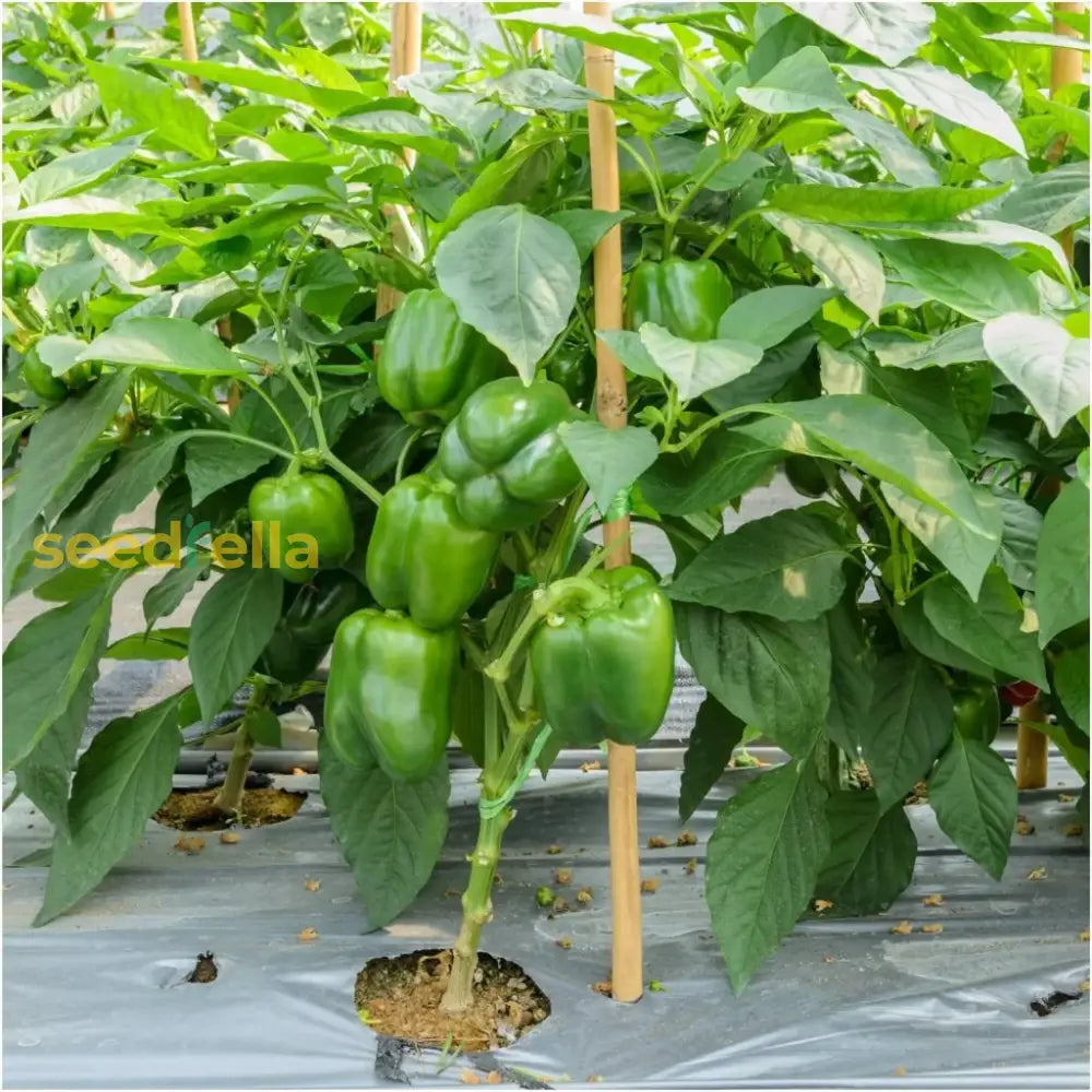 Cal Wonder pepper seeds easy growing