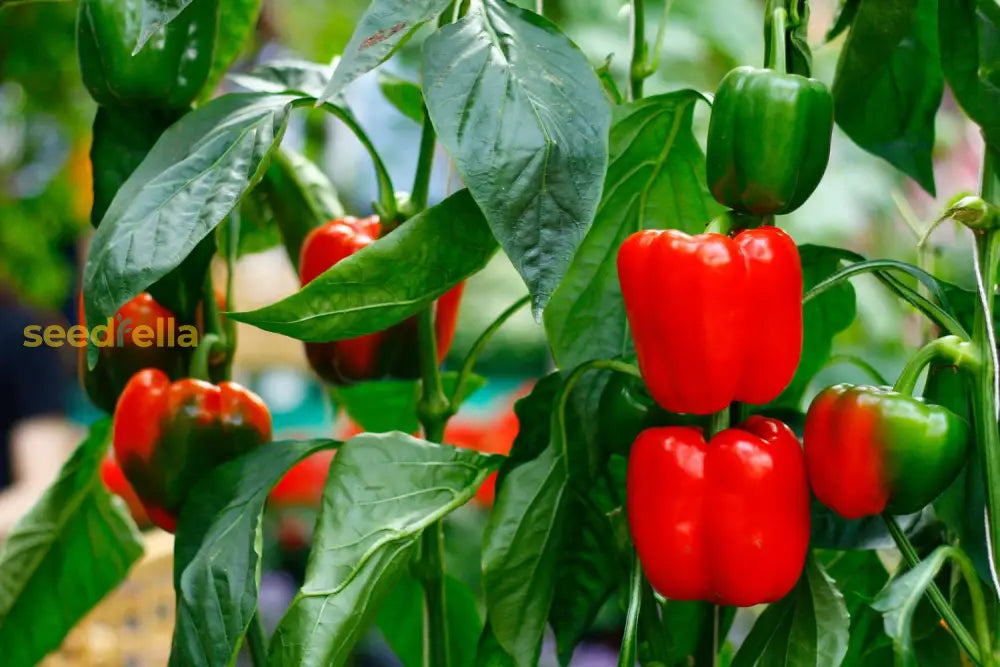 Cal Wonder Pepper Seeds For Easy Planting Vegetable Seeds