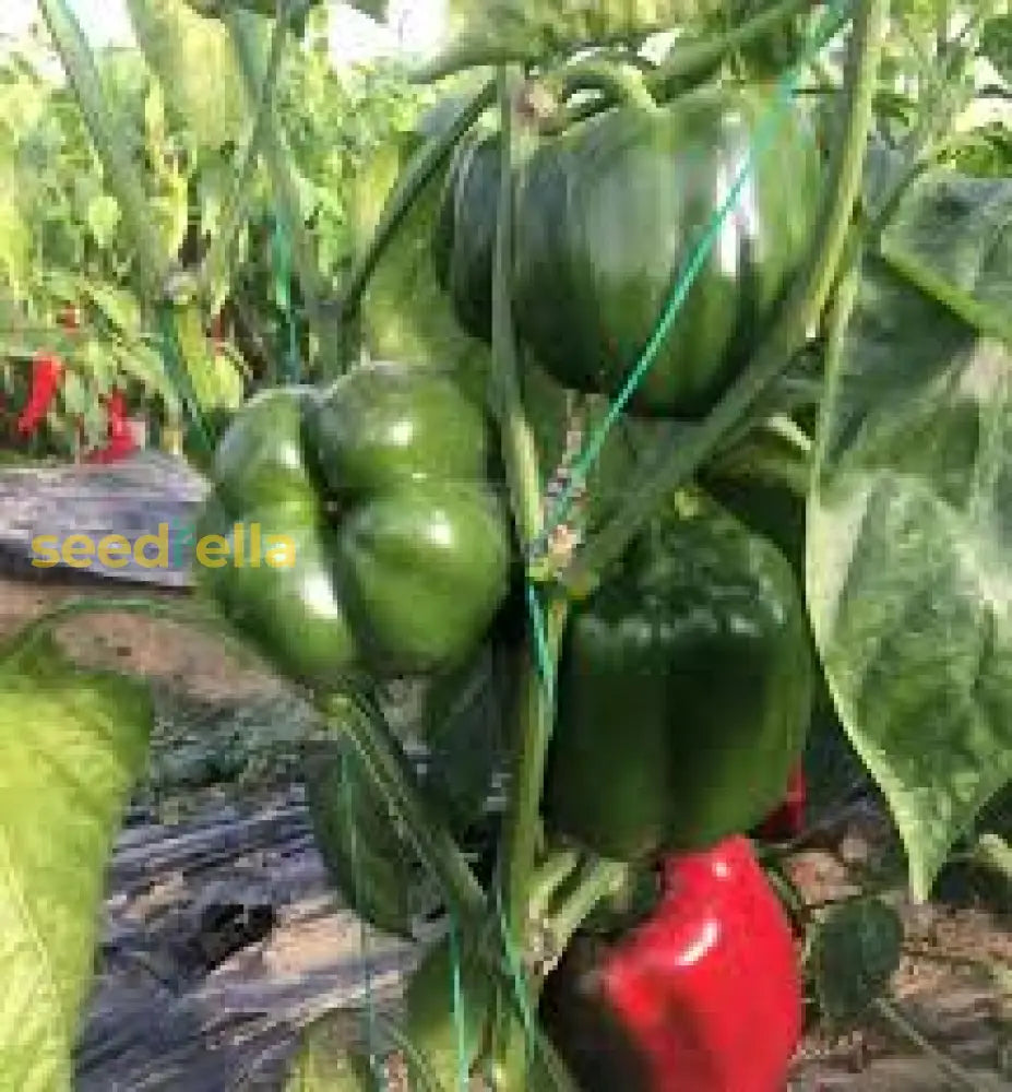 Cal Wonder pepper seeds growing guide
