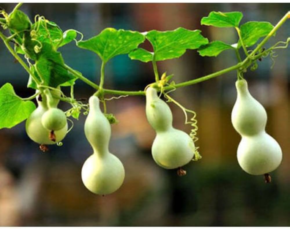 Calabash Long Squash Lagenaria siceraria seeds for planting