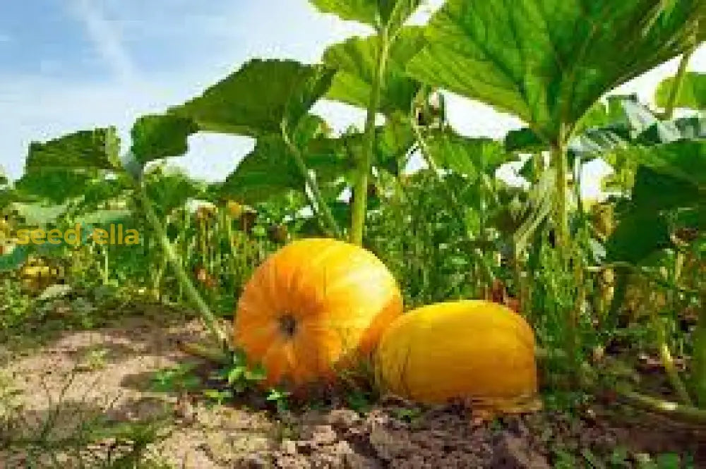 Calabaza Cabello Seeds For Planting - Grow Your Own Vegetable Seeds