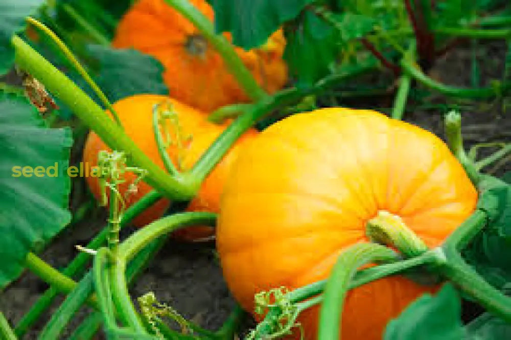 Calabaza Cabello Seeds For Planting - Grow Your Own Vegetable Seeds