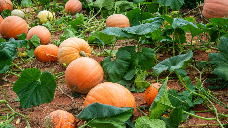 Calabaza Cabello squash seeds heirloom variety for planting