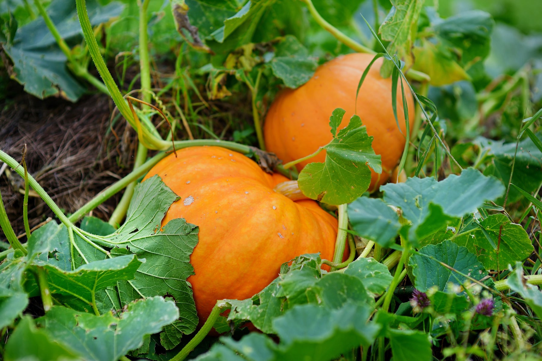 Calabaza Cabello squash seeds with strong germination