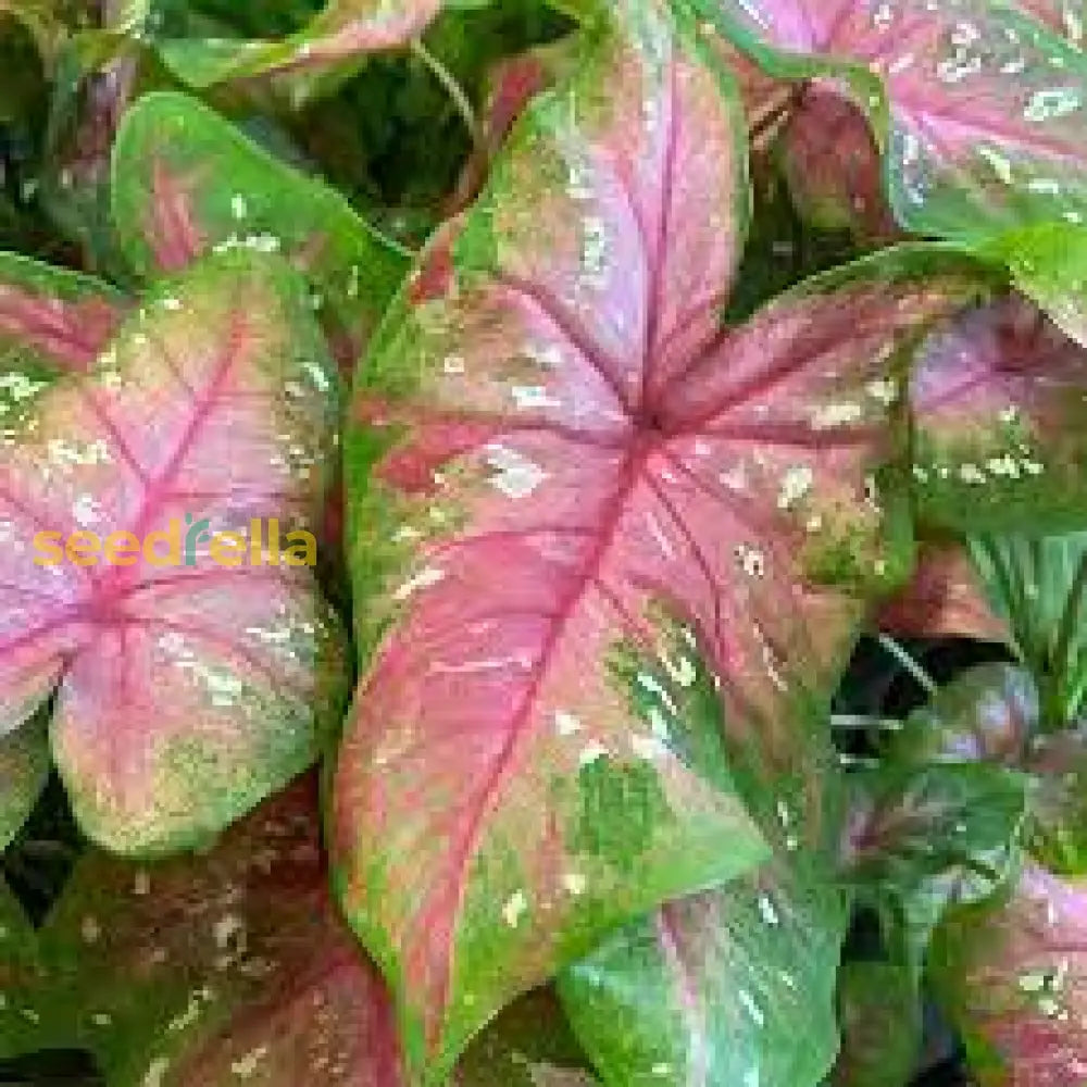 Caladium Bicolor Flower Seeds Pink Mix For Planting  Seed Vibrant Foliage And Colorful Garden