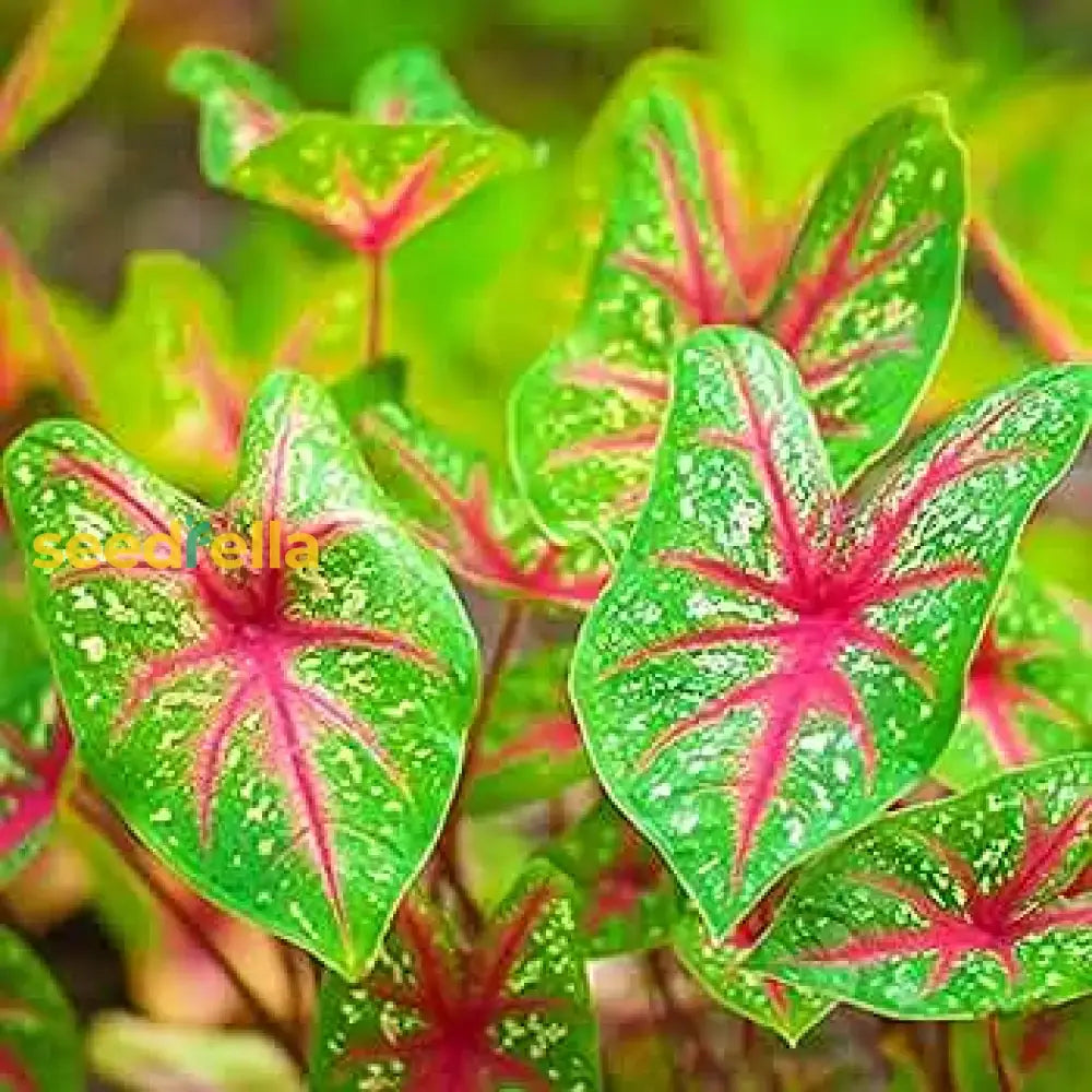 Caladium Bicolor Flower Seeds Pink Mix For Planting  Seed Vibrant Foliage And Colorful Garden