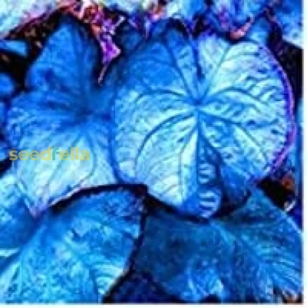 Caladium Bicolor Seeds For Planting  Stunning Sky Blue Foliage Flower