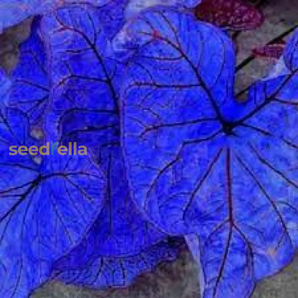 Caladium Bicolor Seeds For Planting  Stunning Sky Blue Foliage Flower