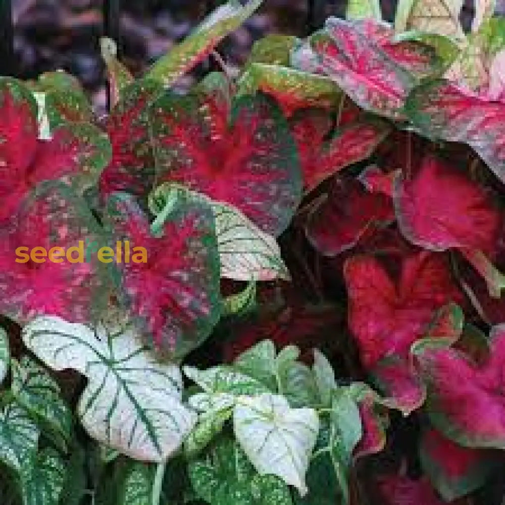 Caladium Bicolor Seeds For Planting - Vibrant Teal Mix Plant Seeds