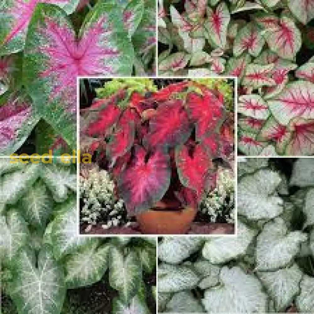 Caladium Bicolor Seeds For Planting - Vibrant Teal Mix Plant Seeds